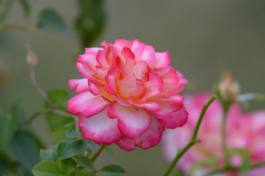 rose de couleurs rose fluo