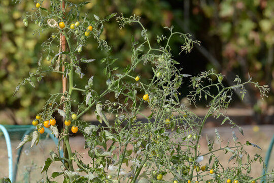 tomates cerises sur pied 