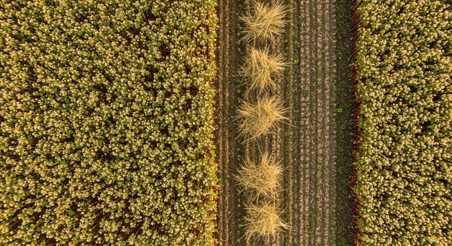 Aerial view of ripe buckwheat fields ready for harvesting under warm sunlight, showcasing agricultural abundance and the beauty of rural landscapes