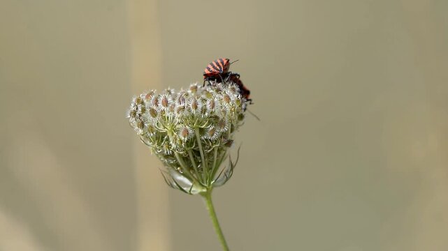 punaises arlequin qui montent le long d'une tige de fleur