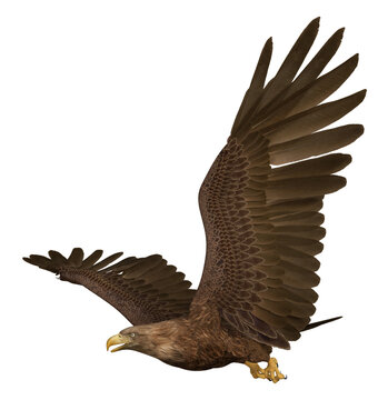 Steinadler, Freisteller