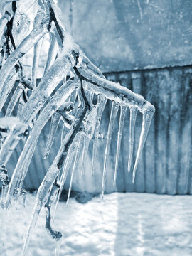 A tree branch with heavy icing The tree freezing branch covered with thick layer