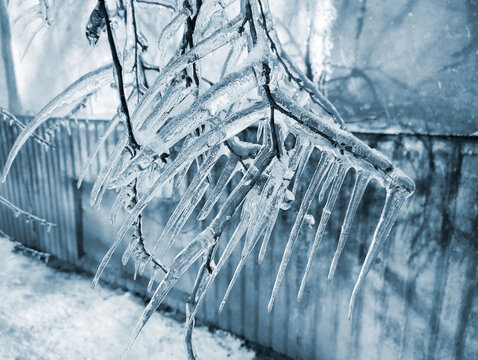 A tree branch with heavy icing The tree freezing branch covered with thick layer