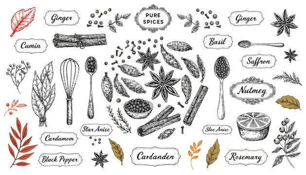 Vintage Hand drawn Spices Collection for Culinary Use