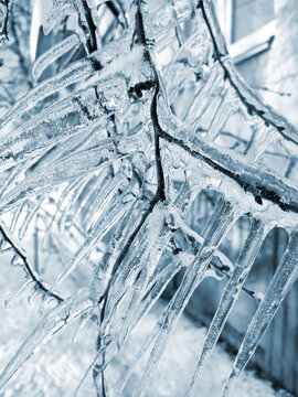 A tree branch with heavy icing The tree freezing branch covered with thick layer