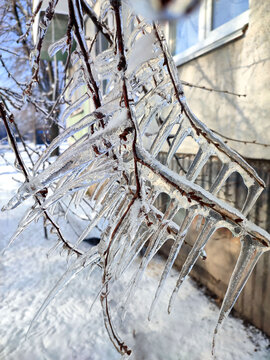A tree branch with heavy icing The tree freezing branch covered with thick layer