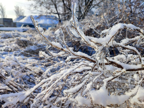Icing on branches close-up. A branch of dry grass covered with ice and snow
