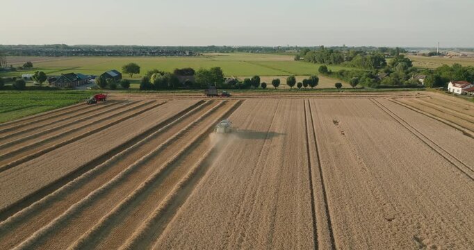 Drone orbits behind a combine harvester reaping wheat, creating perfectly symmetrical straw rows across a picturesque rural landscape, showcasing modern precision agriculture.