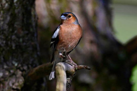 Buchfink - M&auml;nnchen // Common Chaffinch - male (Fringilla coelebs) 