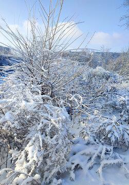 Icing and snow on branches. Branch of dry grass covered with ice and snow