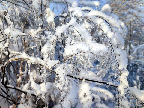 Icing on branches close-up. A branch of dry grass covered with ice and snow