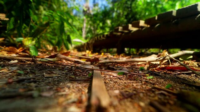 Forest floor beneath wooden walkway in Tayrona National Park with shallow focus, Colombia, leaf cutter ants cross over piece of trail wood