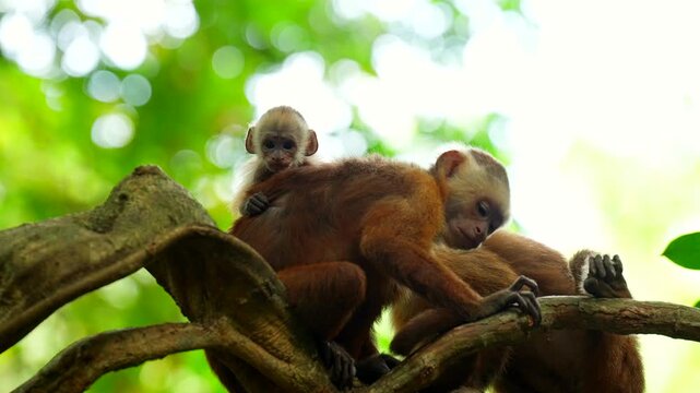 White-faced capuchin monkey carrying its infant while resting in the rainforest canopy. Filmed in Tayrona National Park, Colombia, South America. Natural primate behaviour in tropical forest
