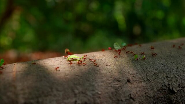 Leaf-cutter ants march across log carrying fresh leaf pieces in tropical forest, macro closeup with dancing shade from leaves