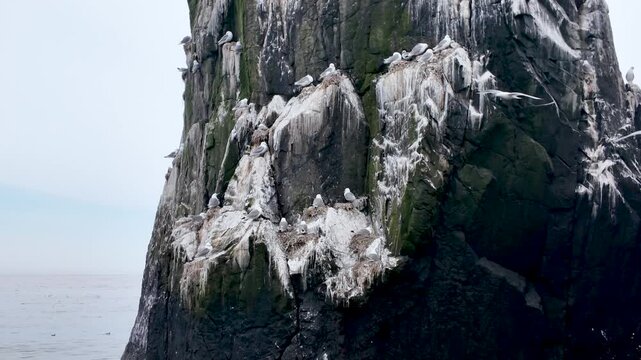 European herring gulls nest on narrow ledges of a tall sea cliff streaked with guano as the camera tracks along the rocky face.