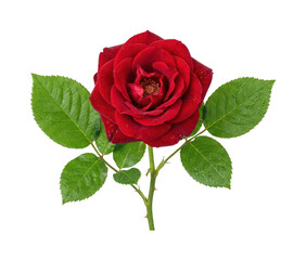 Naklejka premium Vibrant red rose png Elegant crimson flower cutout Beautiful blooming rose png Classic floral stem cutout Romantic garden rose png Detailed isolated transparent background image