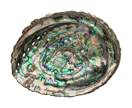 vibrant abalone shell png natural abalone isolated transparent background image