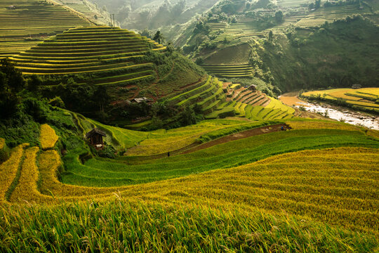 Golden ripe rice terraces in Mu Cang Chai, Vietnam. Iconic autumn landscape and famous travel destination.