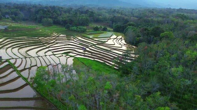 Aerial view of farmers working in the vibrant green rice paddies of the Tegalalang rice terraces with muddy water and irrigation channels in Tegalalang, Bali, Indonesia.
