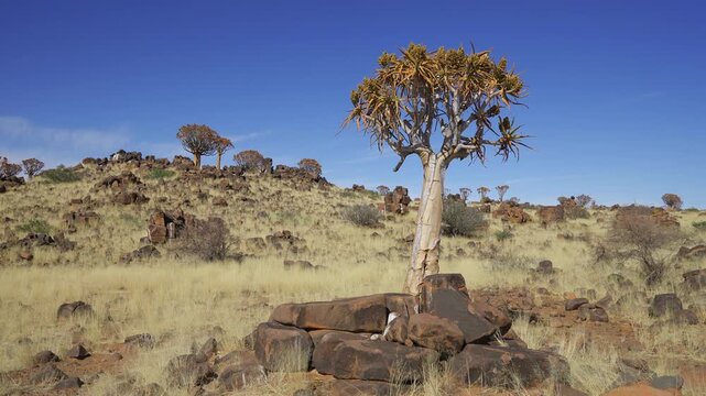 Quiver tree in Quiver Tree Forest, Keetmanshoop, Namibia. More quiver trees visible in background. Clear blue sky, sunny day. Namibian nature