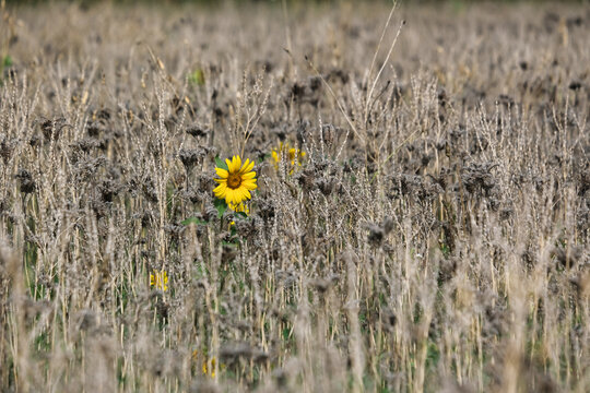 Sonnenblume bl&uuml;ht in einem verdorrten Feld