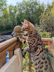 cat in the garden © Katherine