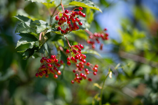 Viburnum opulus red berries in summer - guelder rose- european cranberry bush- cramp bark
