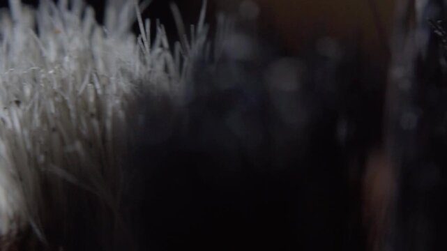 Macro panning shot across paintbrush bristles highlighting fine fibers, intricate texture and craftsmanship with shallow depth of focus for creative concepts