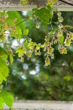Green leaves of a hop
