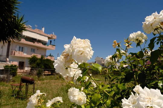 White rose bush blooming in residential garden background
