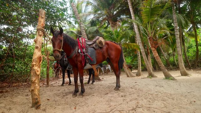 Pack horses standing in a tropical forest, showing signs of animal mistreatment and labor exploitation activities in Tayrona National Park, Colombia