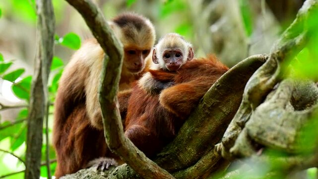 Cute baby Capuchin monkey perched on back of mother in tree, telephoto