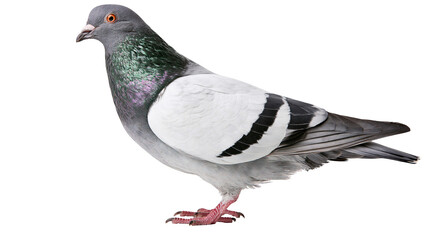 Obraz premium Gray pigeon with iridescent neck feathers, isolated on transparent background