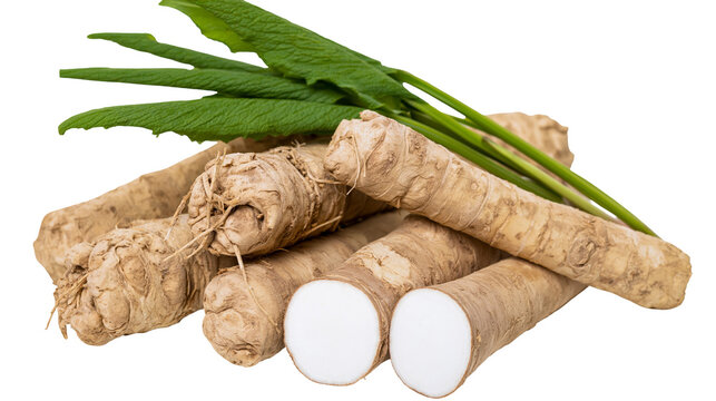 Fresh horseradish roots with green leaves cut and whole, isolated on transparent background