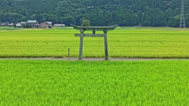 ドローンで撮る日本の風景　田んぼの中にぽつんと佇む歴史ある鳥居と緑豊かな田園を後退上昇する珍しい空撮