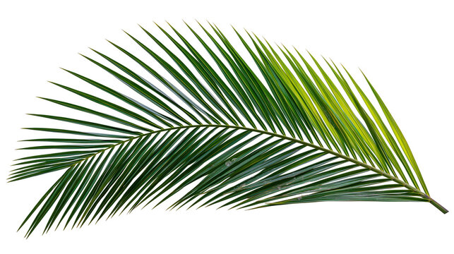 Single green palm frond with delicate pointed leaves, isolated on transparent background