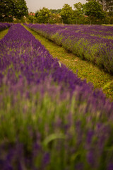 Obraz premium lavendel