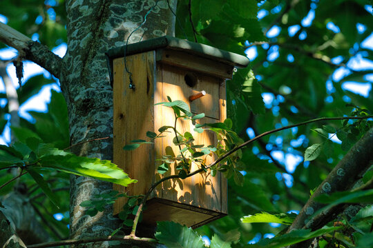 birdhouse on tree