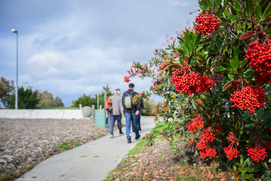 People walking in the park. Toyon, also known as Christmas Berry or California Holly, along the walkway. California.