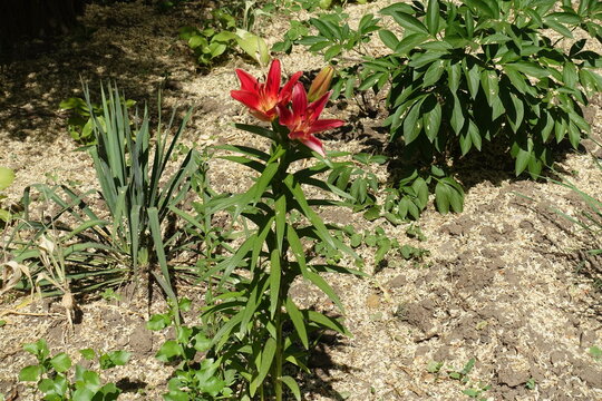 Deep red flowers of true lilies in June
