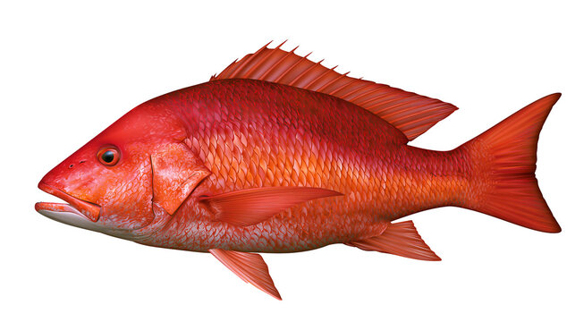Vibrant red snapper fish with detailed scales, isolated on transparent background