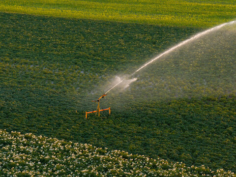 Aerial view of a precision agriculture irrigation system spraying water over a lush green potato field with white flowers during the golden hour in Poland.