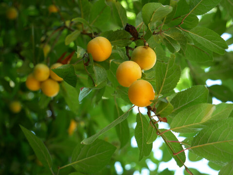 A close-up shot shows several ripe yellow plums hanging from a tree branch, surrounded by green leaves.