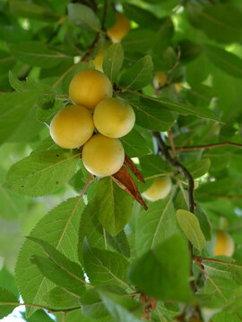 A cluster of ripe yellow plums hangs from a branch amidst green leaves.