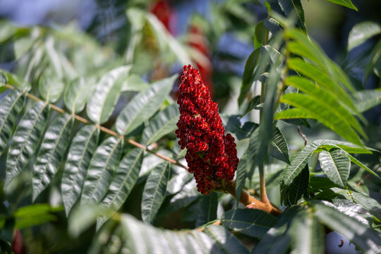 Staghorn sumac - Rus typhina in summer