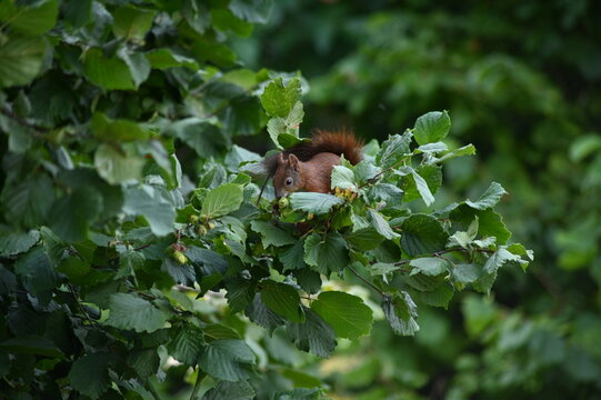 Close-up view of a brown squirrel climbing a hazel tree while collecting green hazelnuts. The image captures the natural behavior of a wild squirrel surrounded by vibrant green foliage