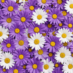 Fototapeta premium Beautiful purple and white daisy flowers background texture