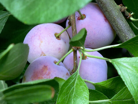 A close-up shot shows several ripe plums hanging from a tree branch, partially obscured by green leaves. The plums are a light purple color with hints of red.