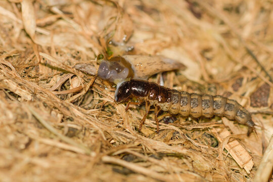 Close-up of a ground beetle larva feeding on a slug on the ground