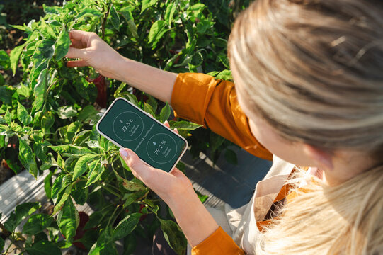 Farmer measuring humidity through smart phone at field